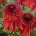 Эхинацея пурпурная Эксцентрик Эхинацея пурпурная Эксцентрик