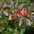 Кизильник блестящий