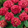 Гортензия крупнолистовая Дорис Гортензия крупнолистовая Дорис