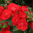 Роза Флорибунда Tornado Роза Флорибунда Tornado