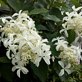 Гортензия метельчатая Грэйт Стар Гортензия метельчатая Грэйт Стар