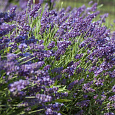 Лаванда Эллеганс Парпл