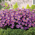 Астра кустарниковая Herbstgruss vom Besserhof
