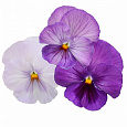Виола крупноцветковая Матрикс Лавендер Шейдес