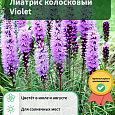 Лиатрис колосковый Violet