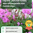 Герань (Аистов клюв) кентабриджийская Cambridge Герань (Аистов клюв) кентабриджийская Cambridge