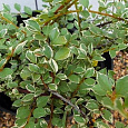 Кизильник Variegata Кизильник Variegata