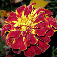 Бархатцы отклоненные махровые Скарлет София Бархатцы отклоненные махровые Скарлет София