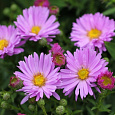 Астра кустарниковая Herbstgruss vom Besserhof