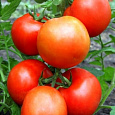 Томат Рассвет F1