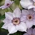 Клематис (Ломонос) гибридный Still Waters Клематис (Ломонос) гибридный Still Waters