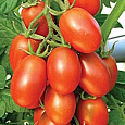 Томат Матадор Томат Матадор
