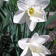 Нарцисс трубчатый Маунт-Худ Нарцисс трубчатый Маунт-Худ