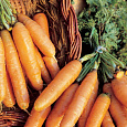 Морковь  Амстердамская Морковь  Амстердамская