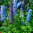 Дельфиниум (живокость) культурный Волшебный Фонтан Дельфиниум (живокость) культурный Волшебный Фонтан