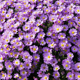 Астра кустарниковая Herbstgruss vom Besserhof