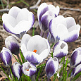 Крокус ботанический Принц Клаус