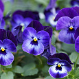 Виола крупноцветковая Селло Блю виз Блотч Виола крупноцветковая Селло Блю виз Блотч