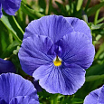 Виола (Фиалка, Анютины глазки) гибридная Прибой F1