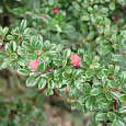 Кизильник мелколистный Кизильник мелколистный