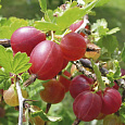 Крыжовник Хиннонмаки Ред