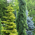 Ель сербская Pendula