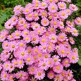 Астра кустарниковая Herbstgruss vom Besserhof