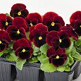 Виола крупноцветковая Инспайер Плюс Ред Блотч Виола крупноцветковая Инспайер Плюс Ред Блотч