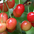 Черешня  Красная горка Черешня  Красная горка