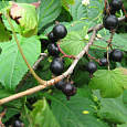 Смородина черная Дегтяревская Смородина черная Дегтяревская