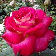 Роза чайно-гибридная Большой (Rose Bolchoi)