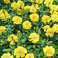 Бархатцы отклоненные махровые Бой желтые