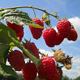 Малина традиционная Краса России Малина традиционная Краса России