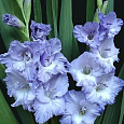 Гладиолус гибридный Sweet Blue Гладиолус гибридный Sweet Blue