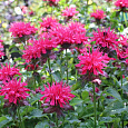 Монарда (Дикий бергамот) гибридная Pink Supreme Монарда (Дикий бергамот) гибридная Pink Supreme